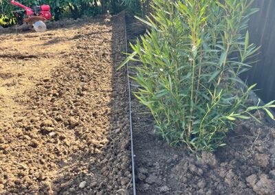 engazonnement par semis