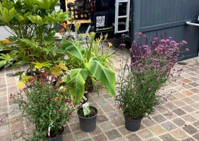 plantations seine et marne