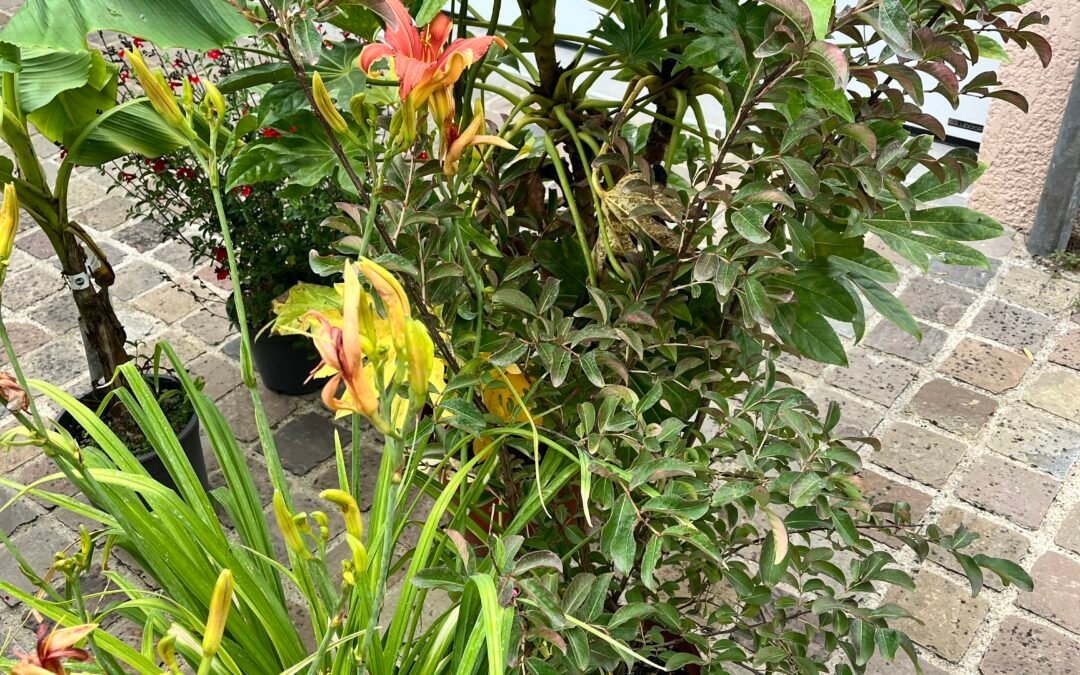 Paysagiste à Meaux en Seine-et-Marne réalisant une création de jardin avec terrasse bois, allée et plantations