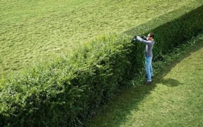 Taille de haie en Seine-et-Marne : l’expertise paysagère Woodpecker Paysage