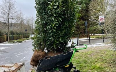 Plantation de haies en Seine-et-Marne (77) : créez enfin un brise-vue naturel, dense et durable avec Woodpecker Paysages