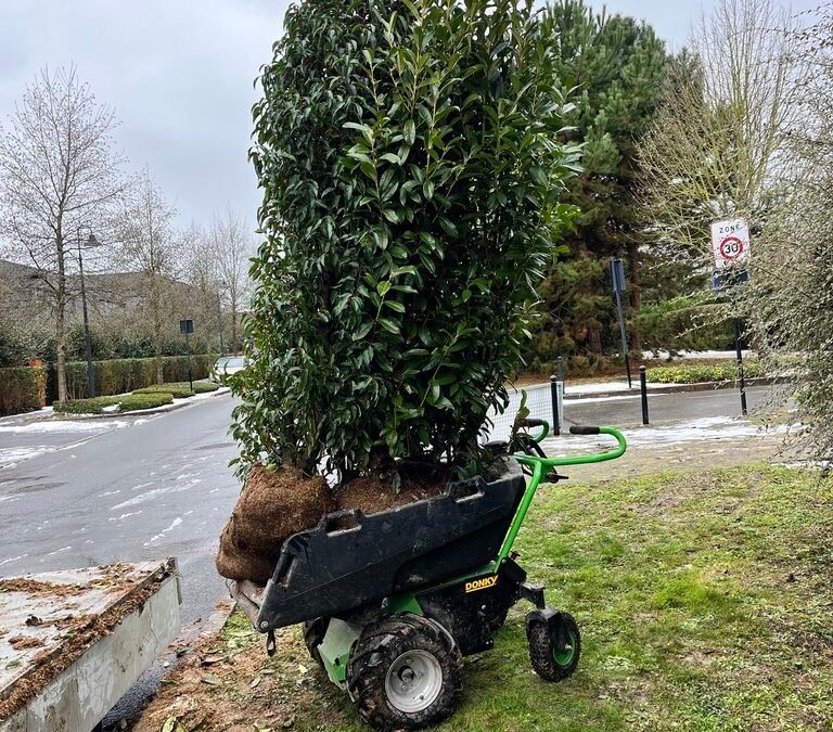 Occultation immédiate, enracinement durable