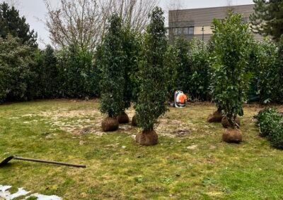 Plantation de haie brise-vue dense en Seine-et-Marne avec mini-pelle