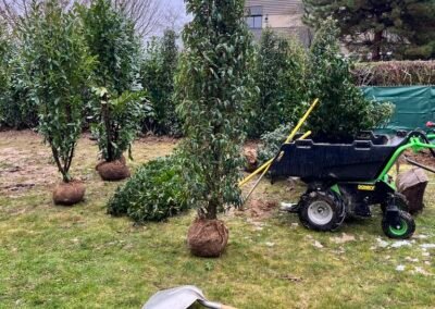 Plantation de haie persistante en Seine-et-Marne par Woodpecker Paysage