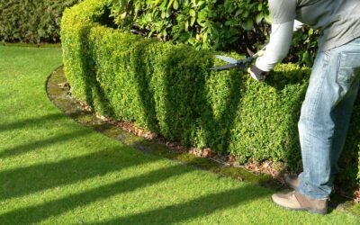 Entretien de jardin à Saint-Augustin (77) : un service local avec 50 % de réduction immédiate