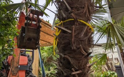 Aménagement de jardin à Saint-Augustin (77515) : votre création paysagère de A à Z
