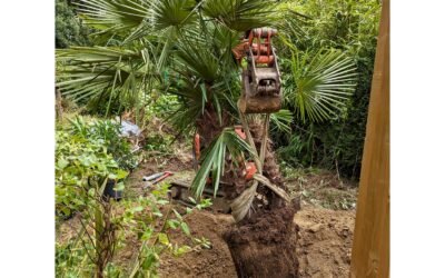 Plantation, Engazonnement et Entretien en Seine-et-Marne : L&rsquo;Éclat de Votre Espace Vert