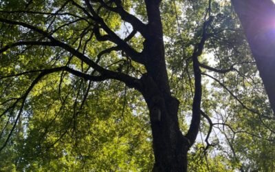 Abattage et Démontage avec Rétention en Seine-et-Marne | Woodpecker